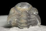 Wide, Enrolled Acernaspis Trilobite - Quebec #164442-3